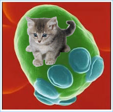 The Saccaromicio! half yeast, half kitten